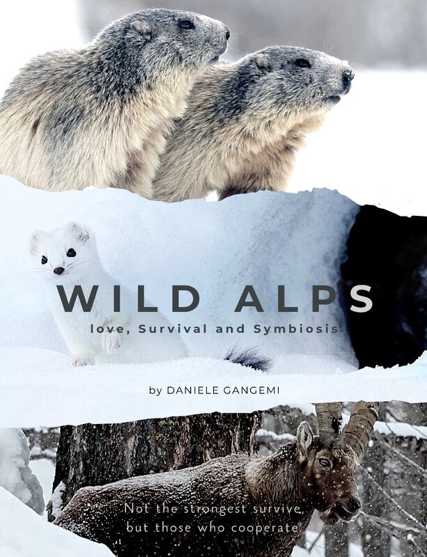 Wild Alps poster